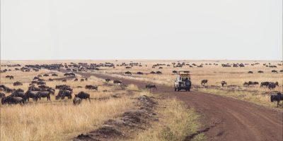 Maasai-bush and park